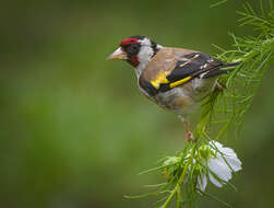 Image of European Goldfinch