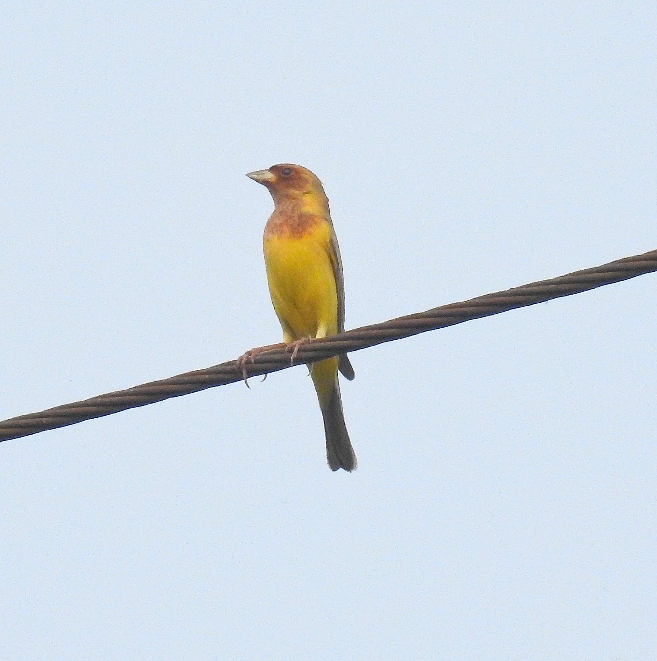 Image of Brown-headed Bunting