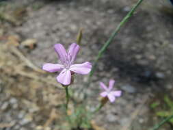 Image of Proliferous Pink