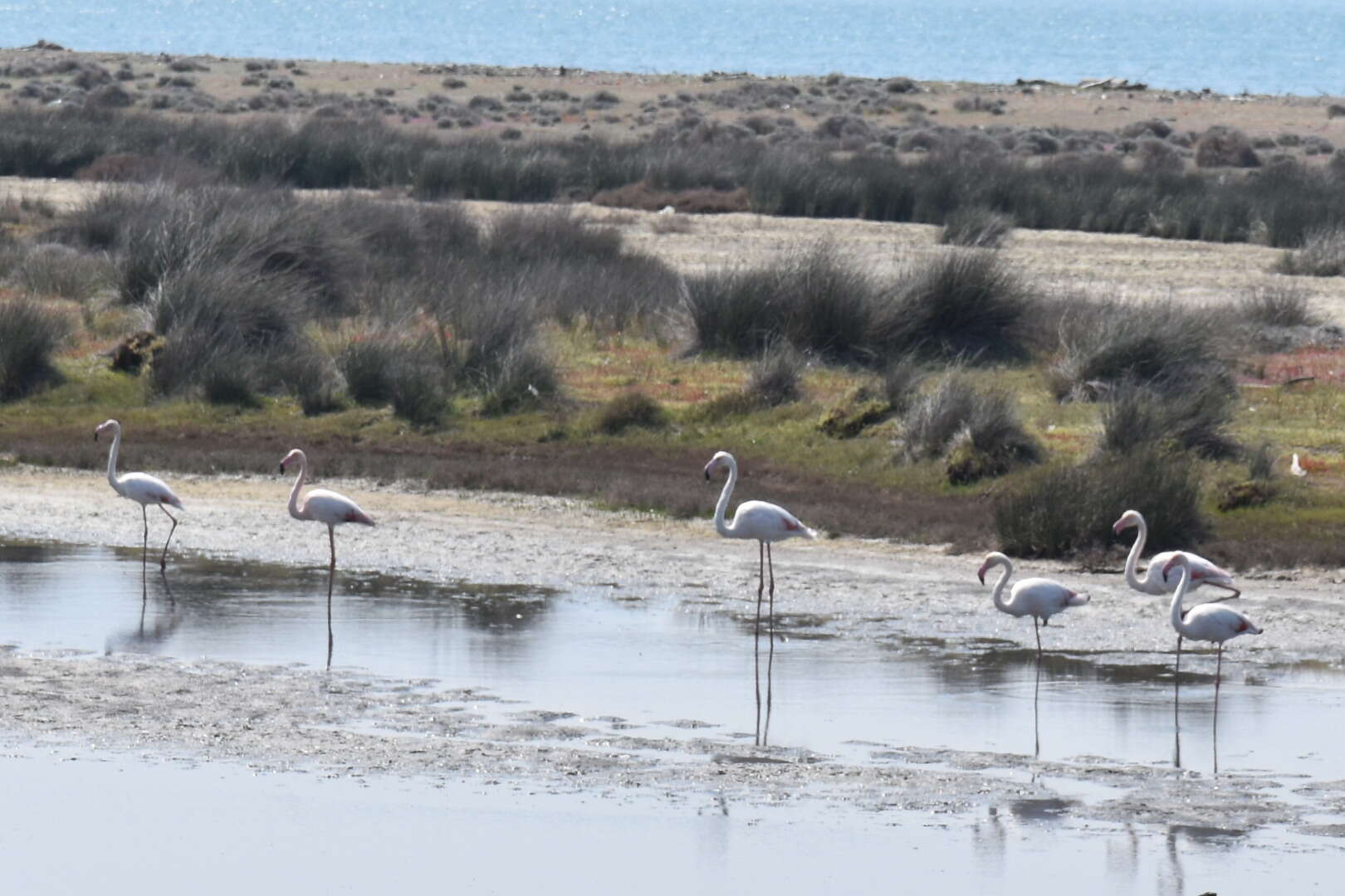 Imagem de Phoenicopterus roseus Pallas 1811