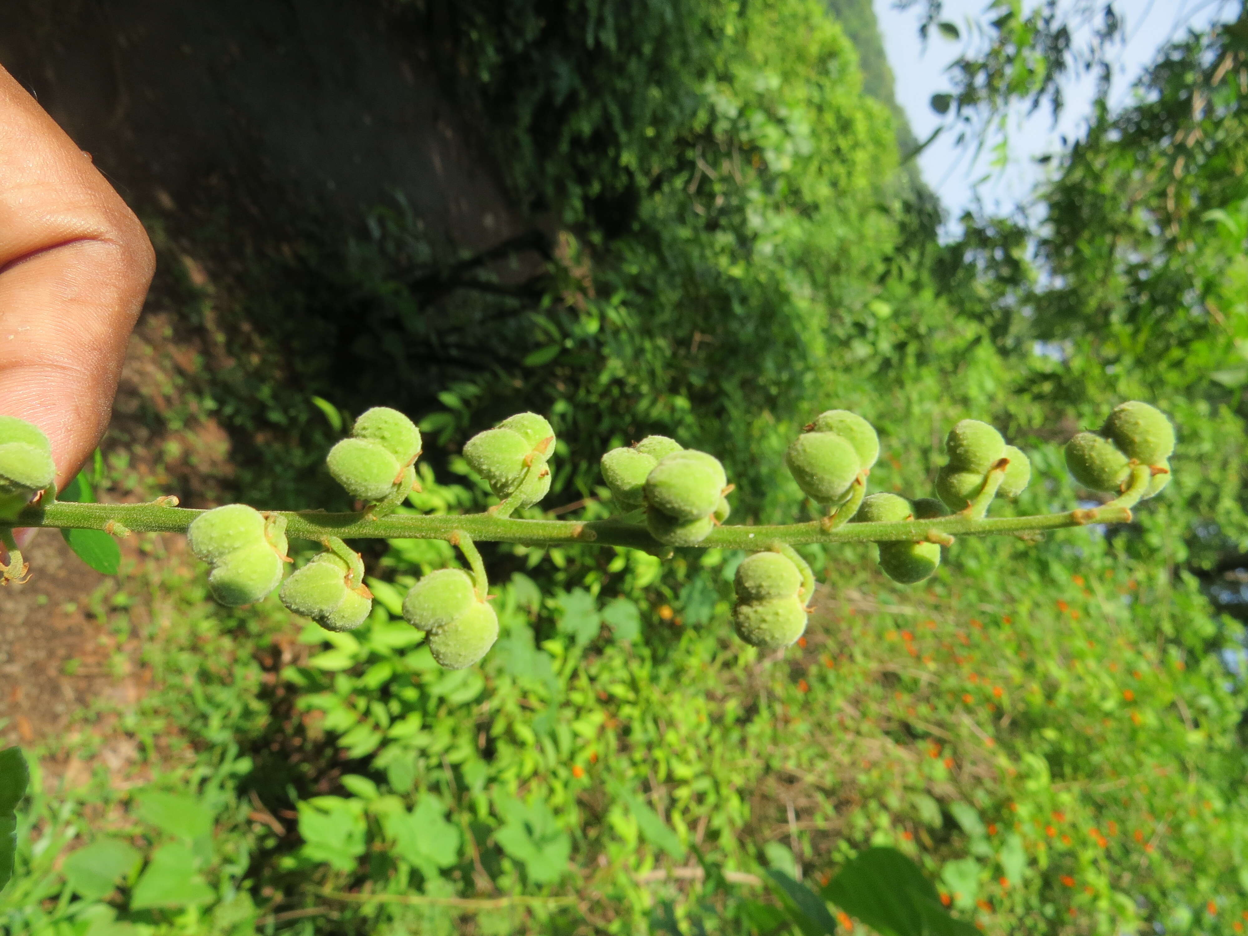 Image of Mallotus rhamnifolius (Willd.) Müll. Arg.