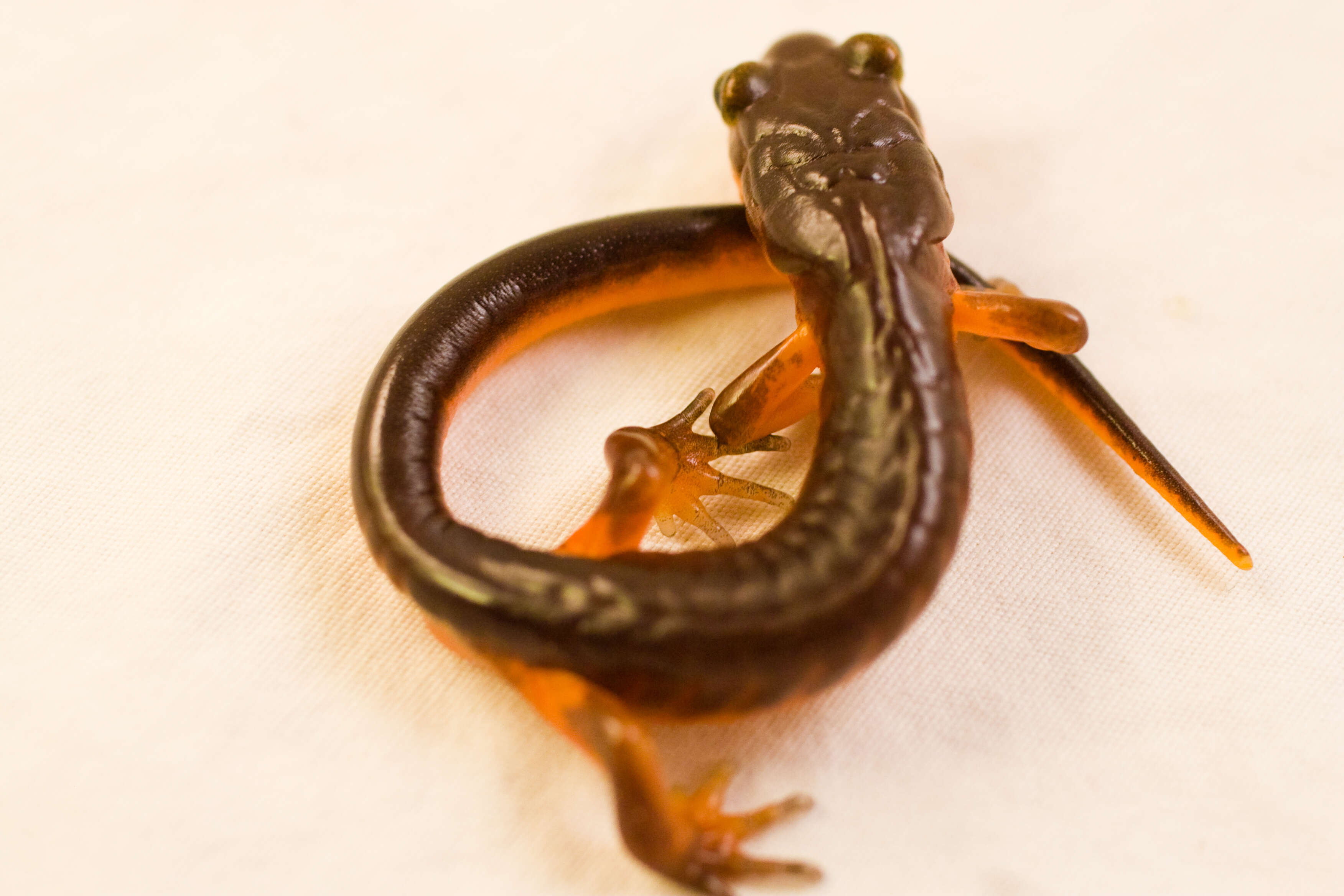 Image de Ensatina eschscholtzii Gray 1850