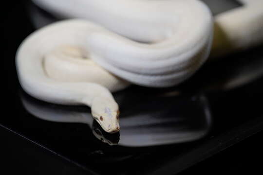 Image of Olive Python