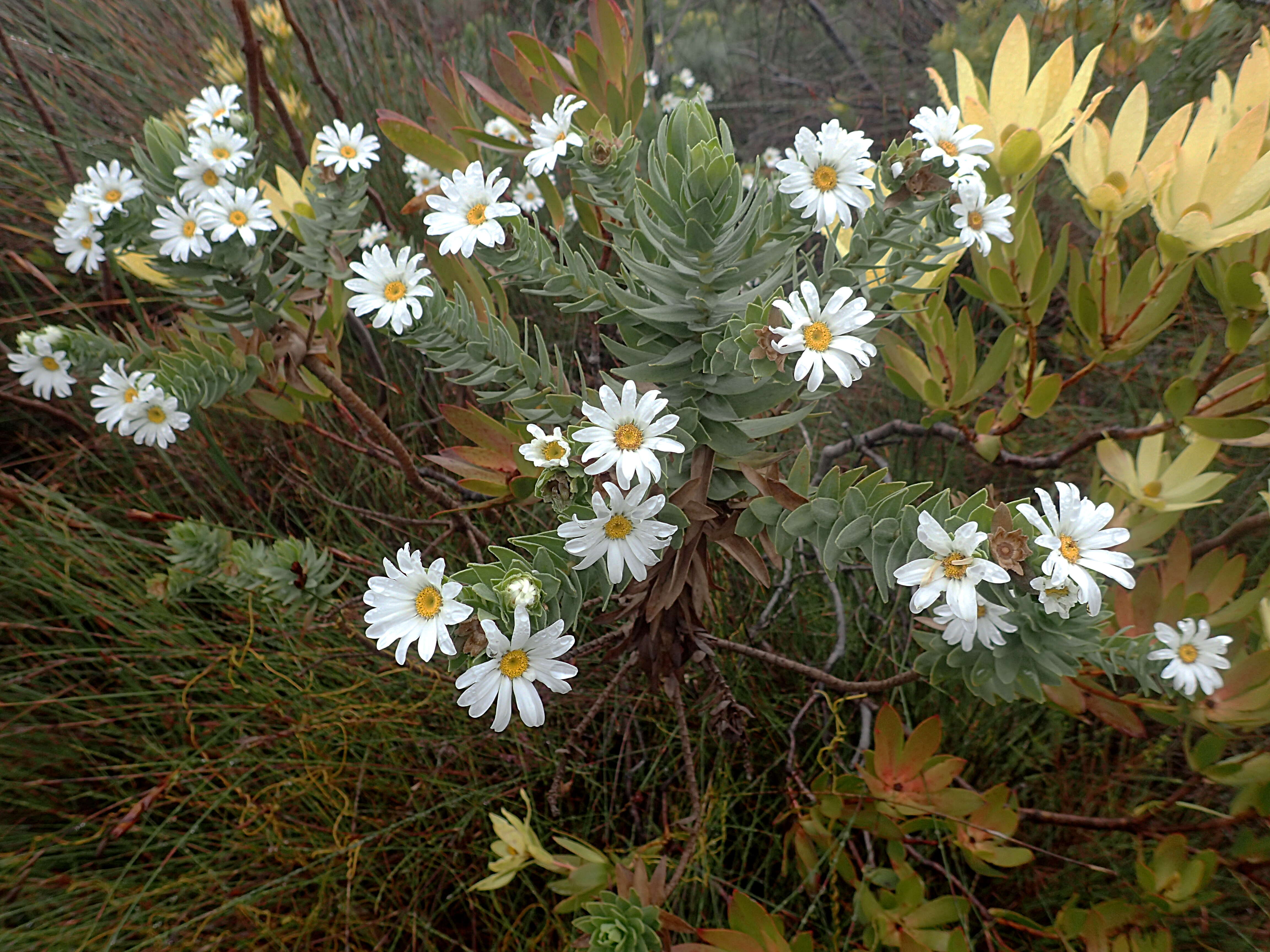 Image of Leucadendron gandogeri Schinz ex Gand.