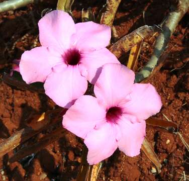 Image of Summer impala lily