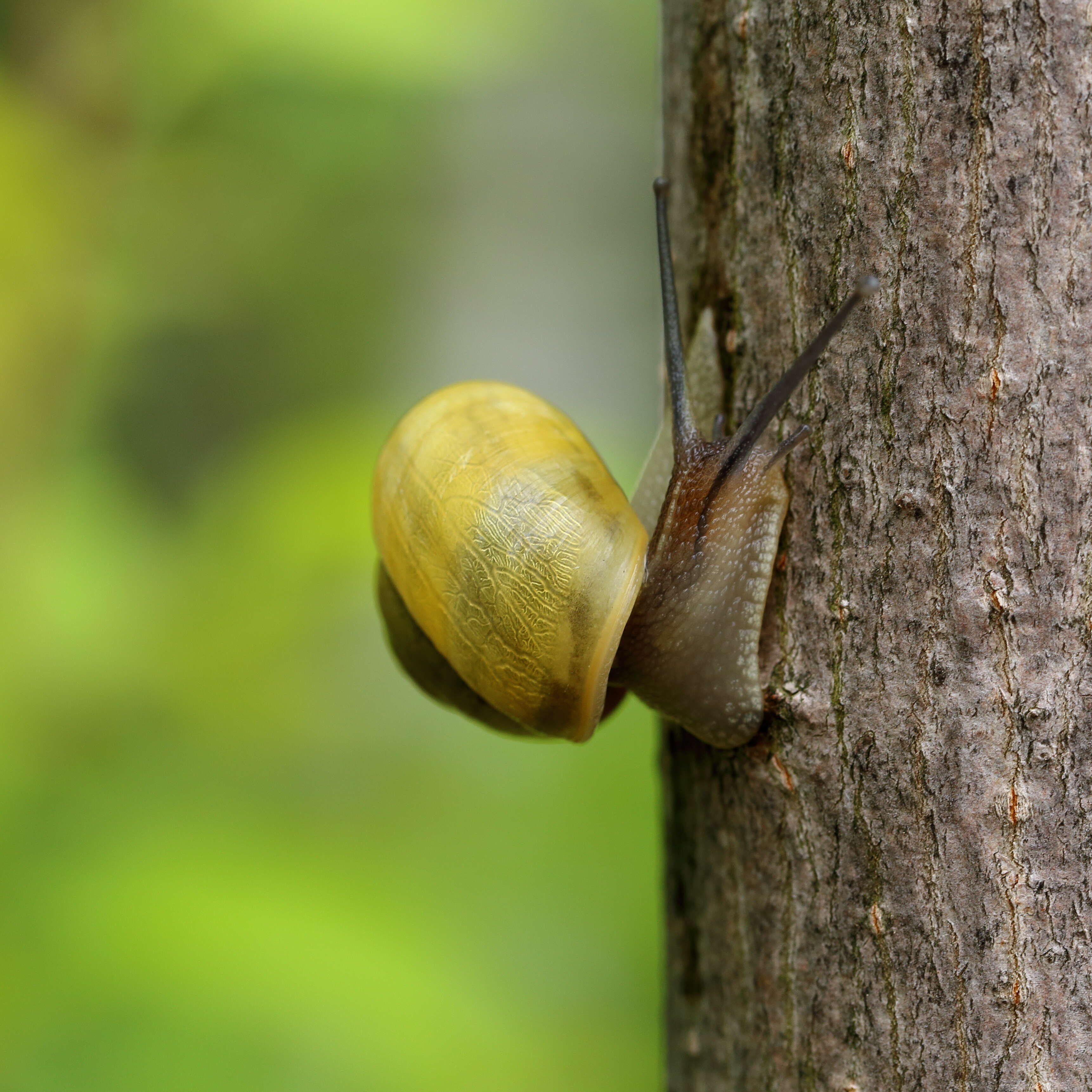 Image of White-lipped banded snail