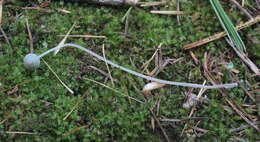 Imagem de Mycena amicta (Fr.) Quél. 1872