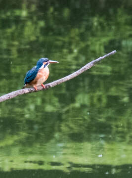 Image of Common Kingfisher