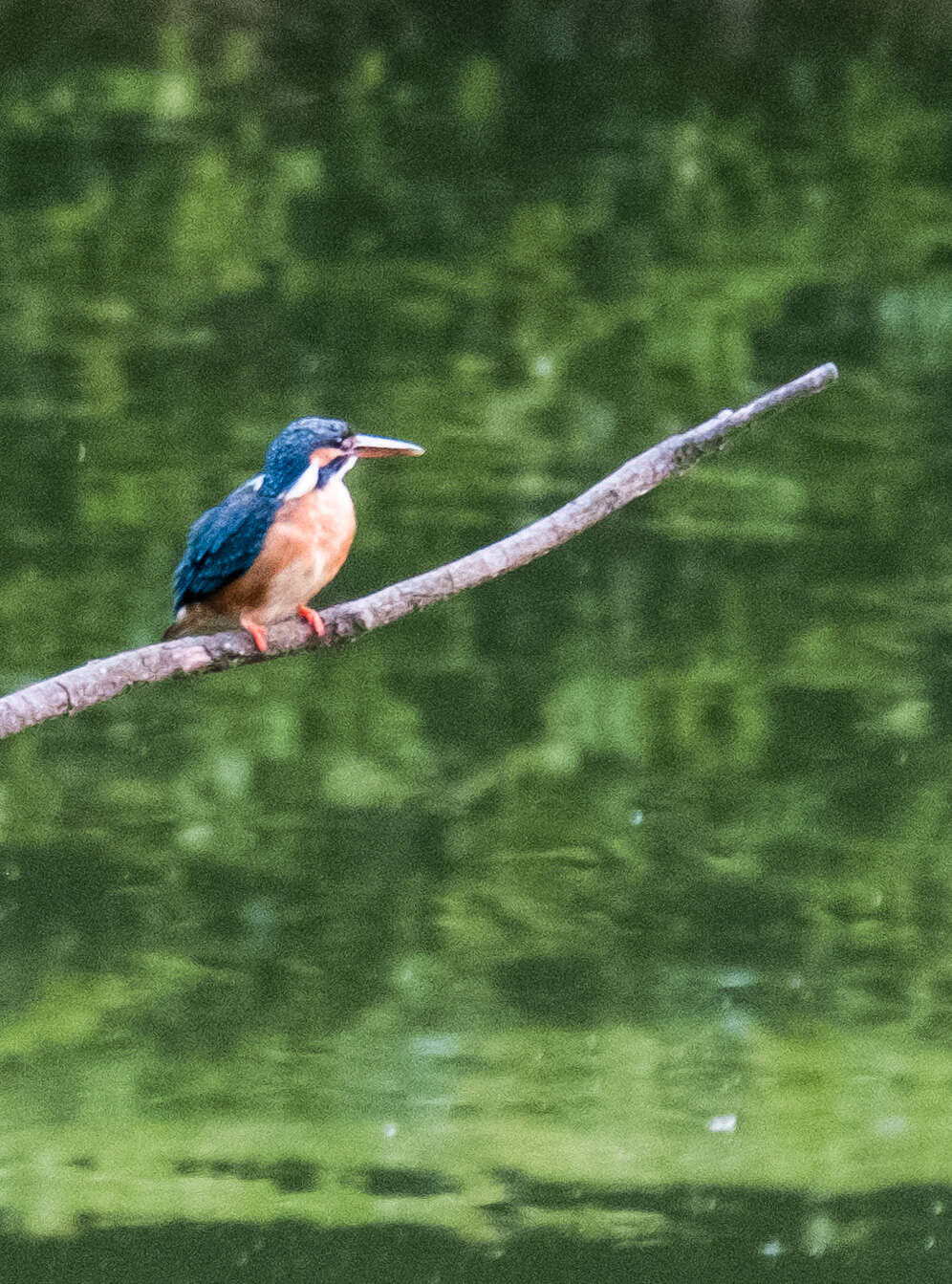 Image of Common Kingfisher