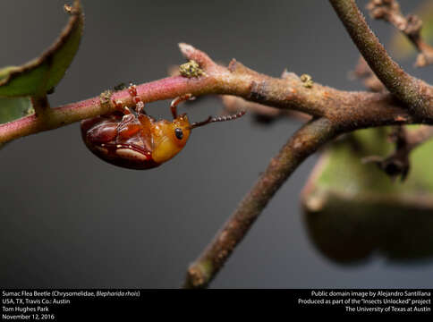 Image of Sumac Flea Beetle