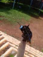 Image of large carpenter bee