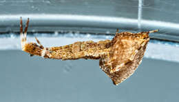 Image of Uloborus plumipes Lucas 1846