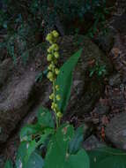 Croton persimilis Müll. Arg.的圖片