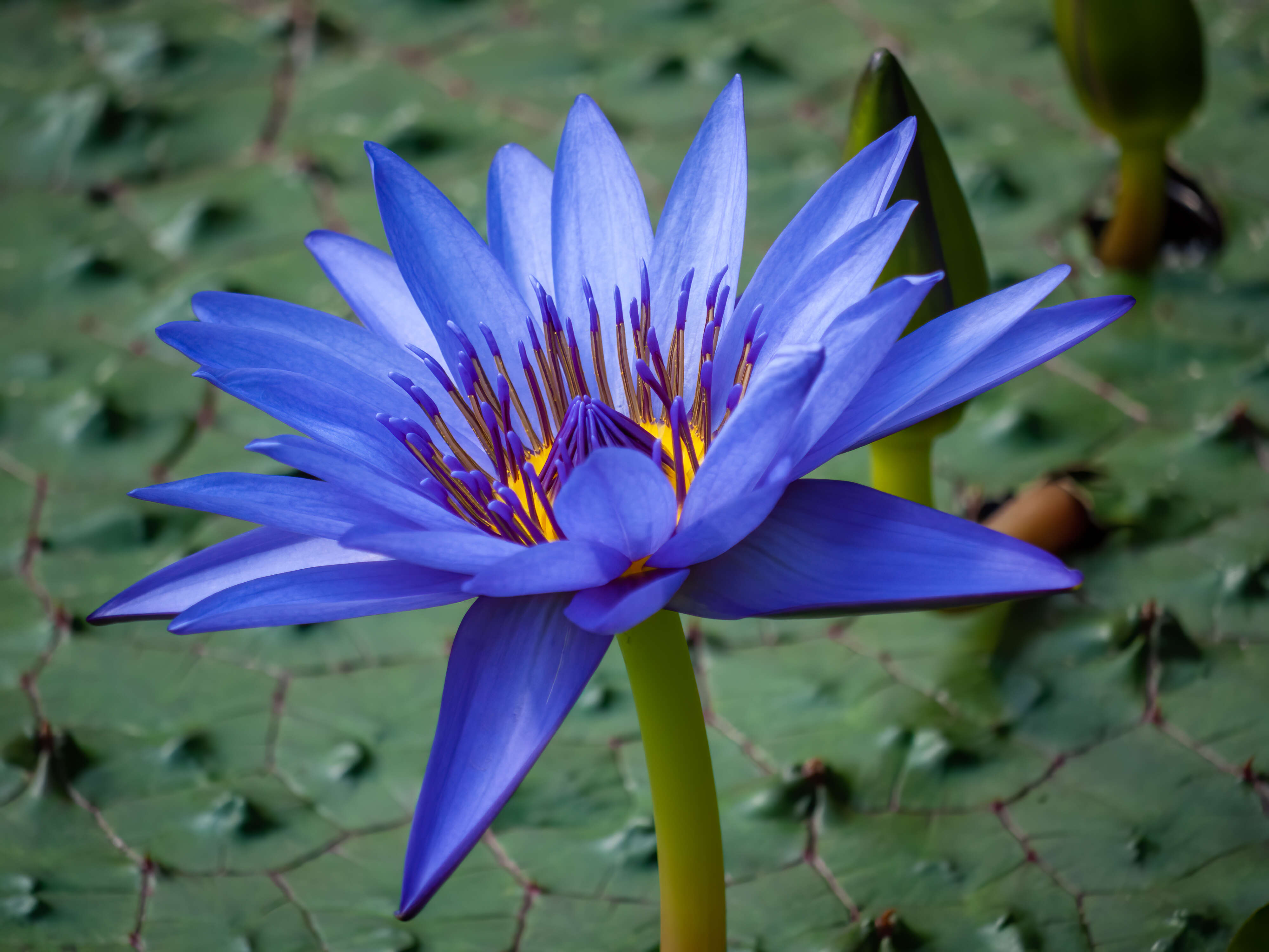 Image of Cape Blue Water-Lily