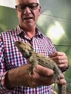 Image of Tuatara