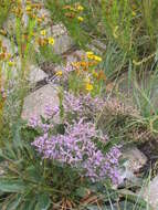 Image of Mediterranean sea lavender