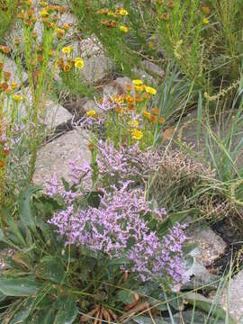 Image of Mediterranean sea lavender