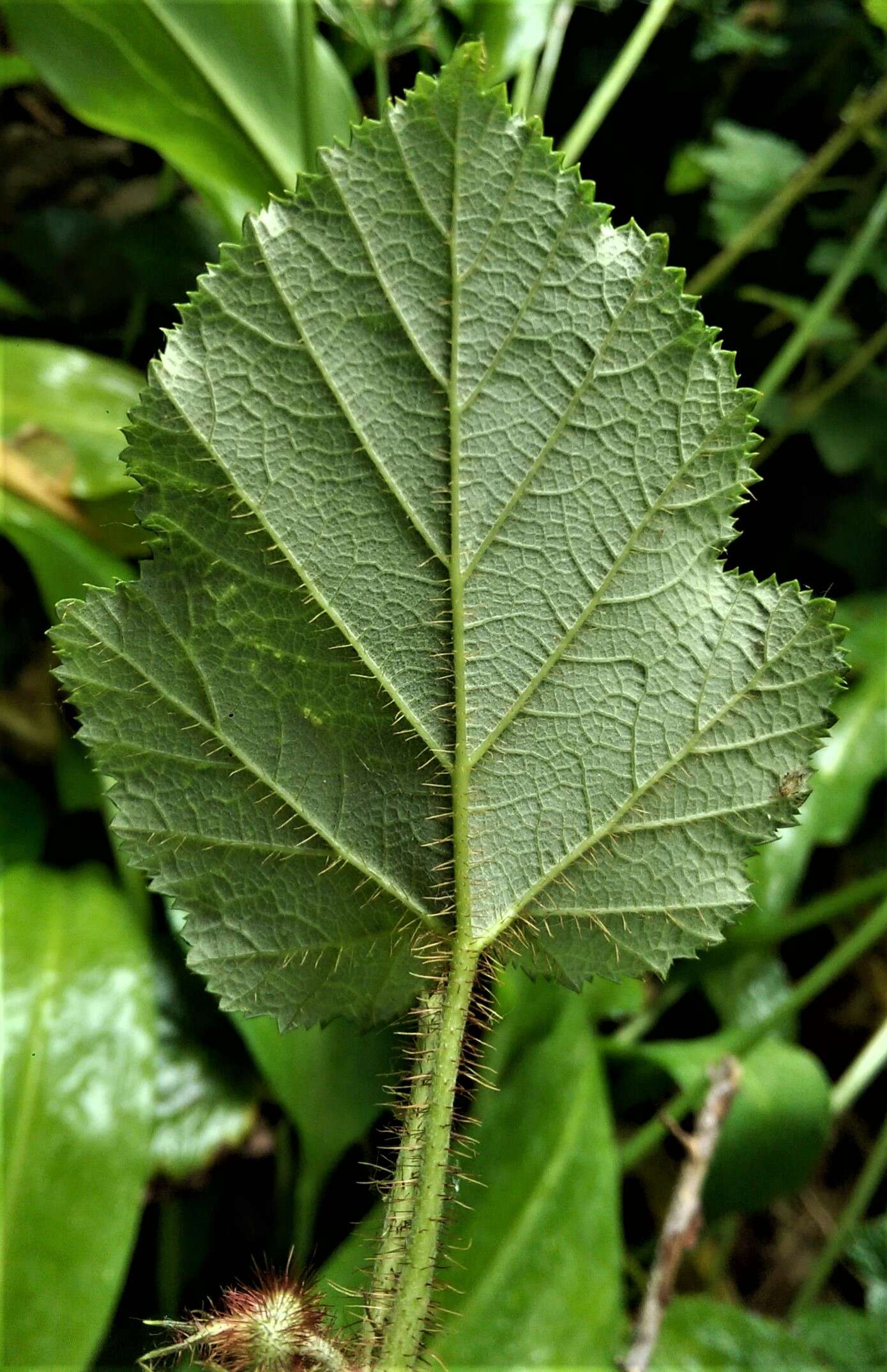 Image of Creeping Bramble