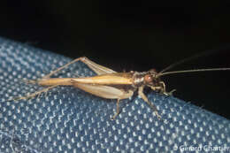 Image of winged bush crickets