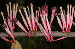 Image of Tapinanthus rubromarginatus (Eng I.) Danser