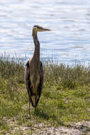 Image of Great Blue Heron