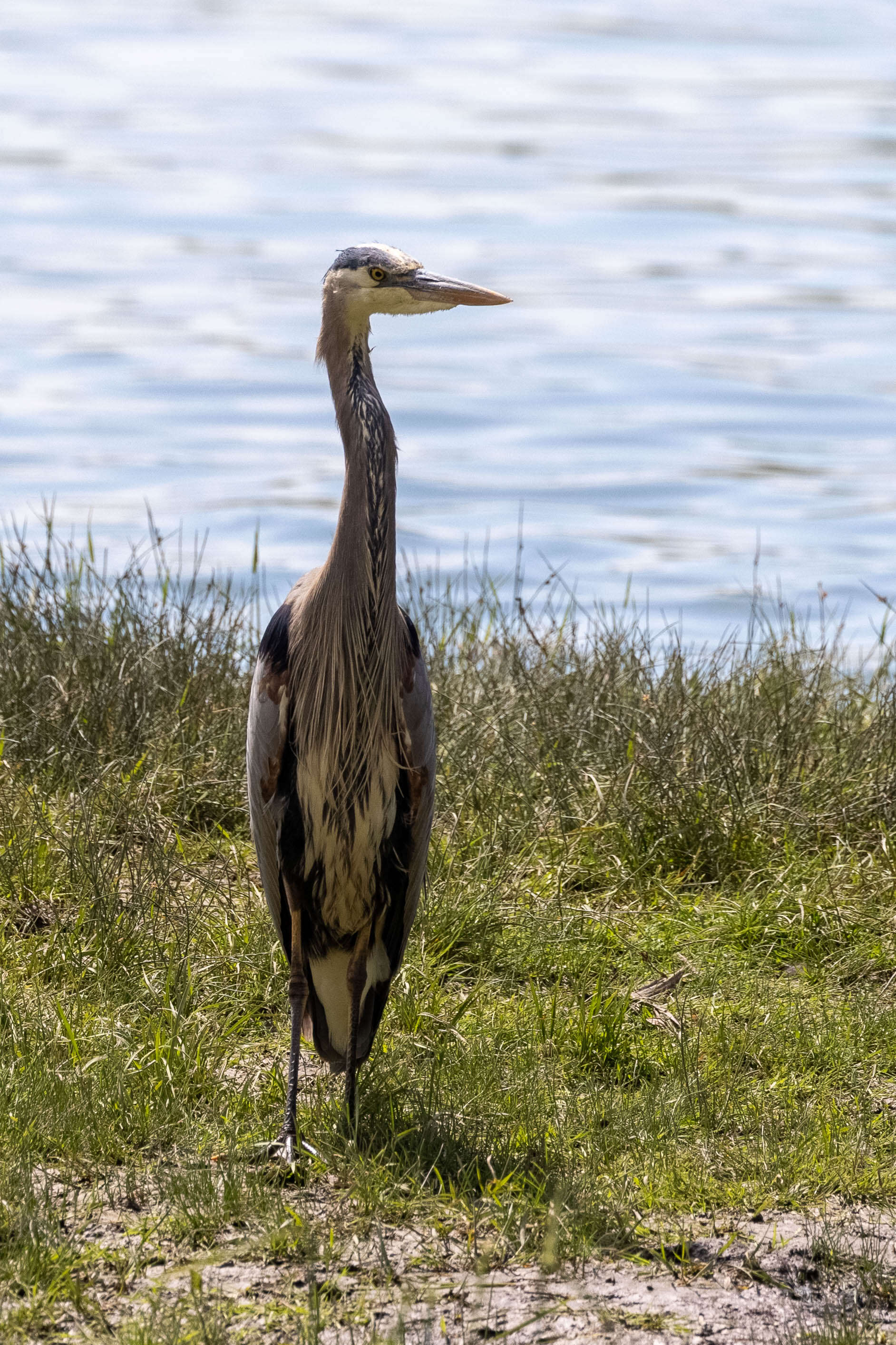 Image of Great Blue Heron