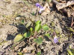 Image of teesdale violet