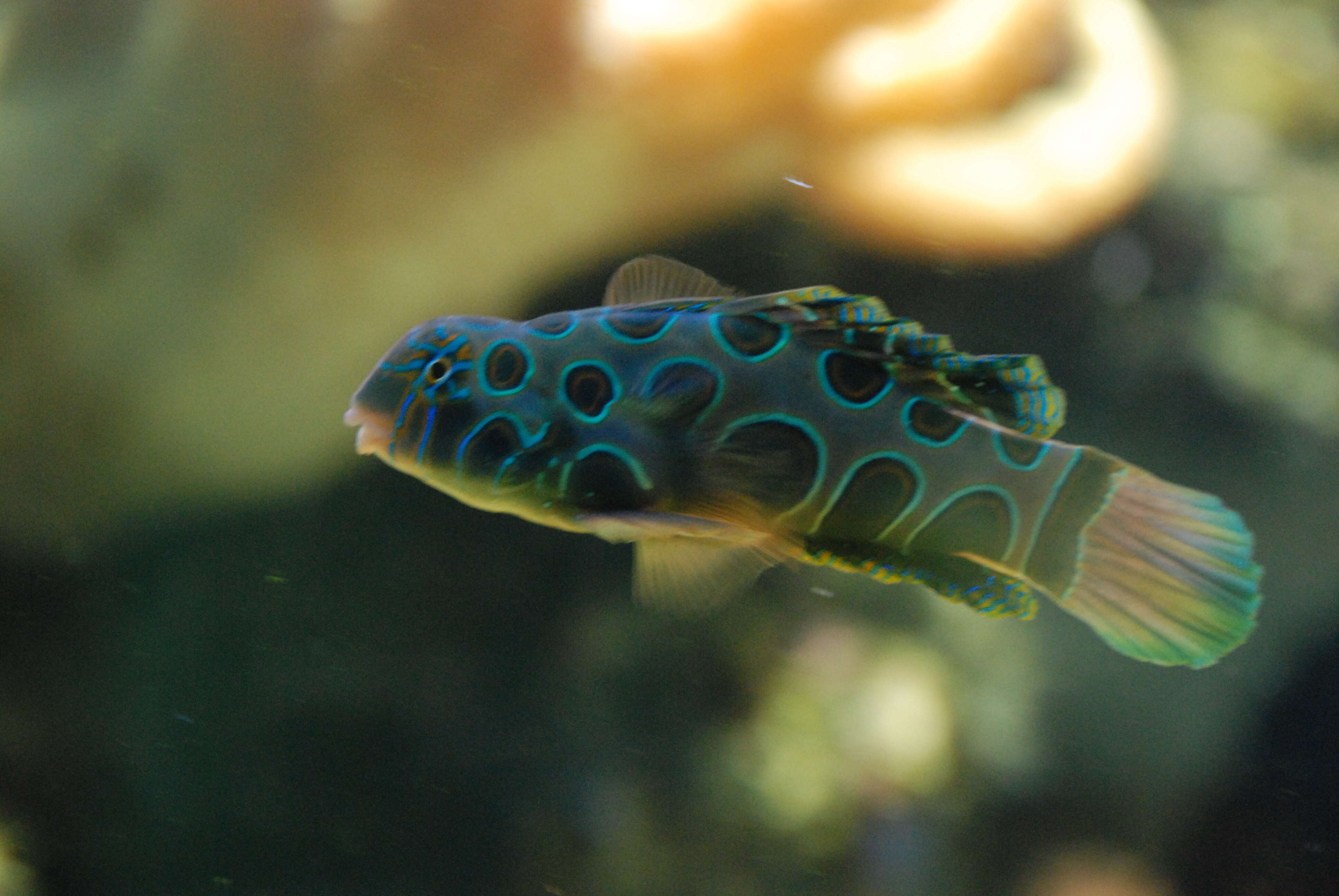 Image of Picturesque dragonet