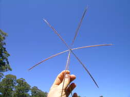 Image of Australian fingergrass