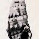 Image of Pilsbryspira amathea (Dall 1919)