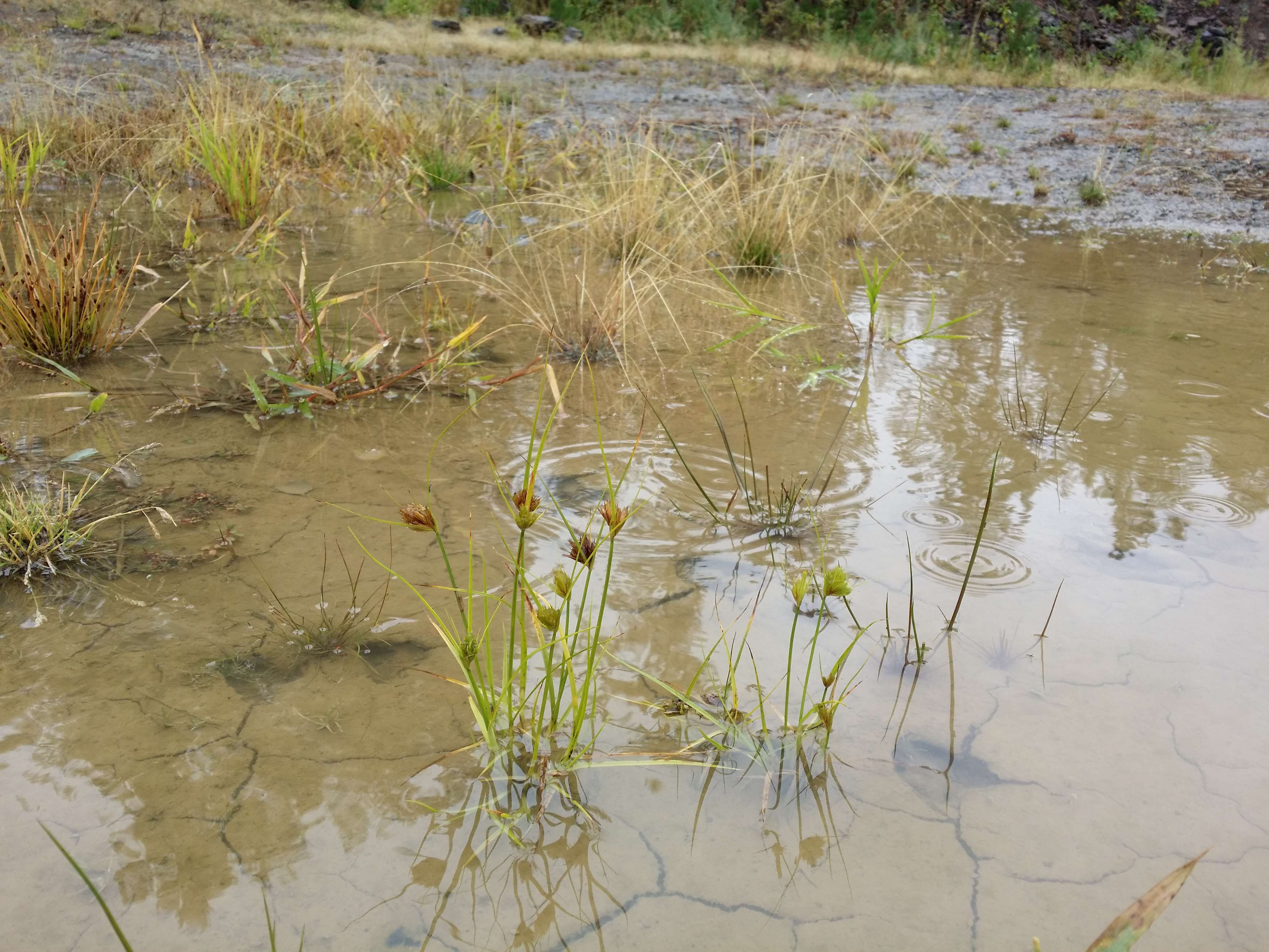 Image of Bohemian Sedge