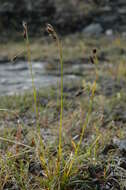 Carex fuliginosa Schkuhr resmi