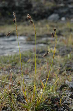 Carex fuliginosa Schkuhr resmi