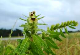 Image of black henbane