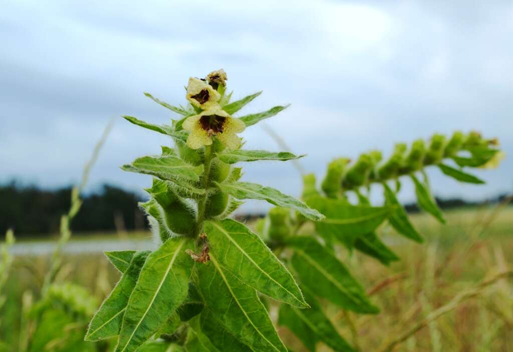 Image of black henbane