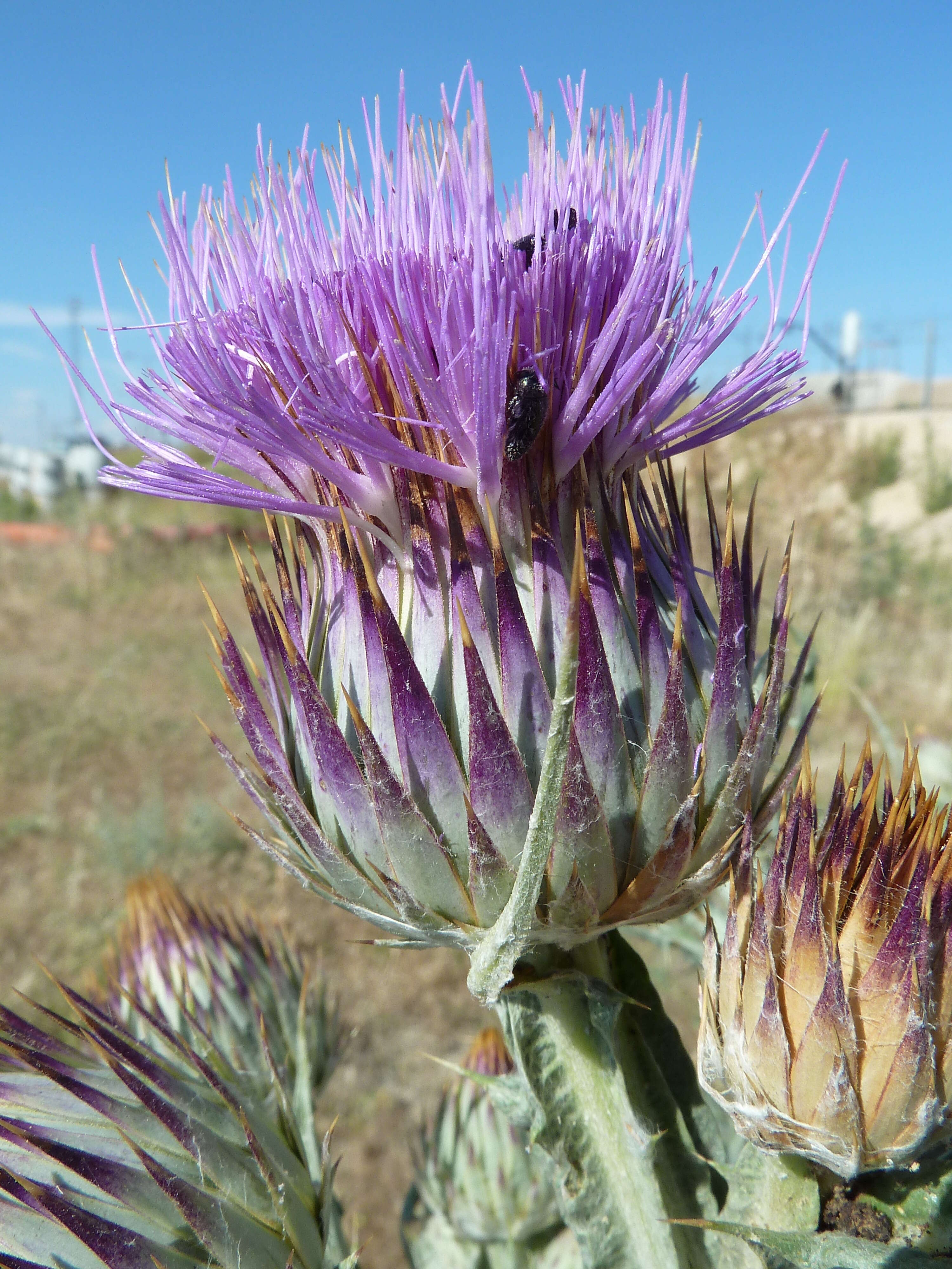 Image of Moor's Cotton Thistle