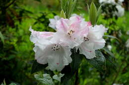 Image of Rhododendron edgeworthii Hook. fil.