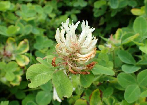 Trifolium pignantii Fauche & Chaub.的圖片