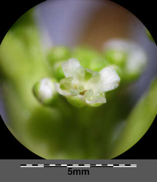 Image of Creeping Watercress