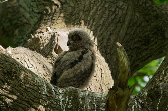 Image of Eurasian Eagle Owl