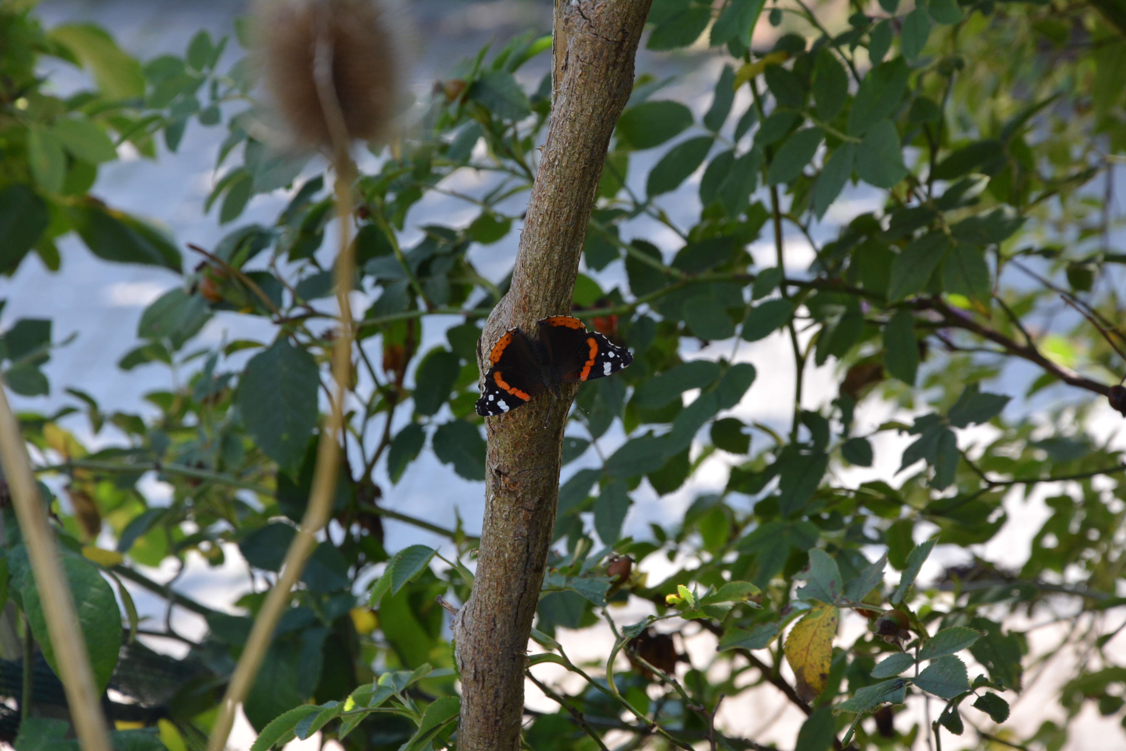 Image of Red Admiral