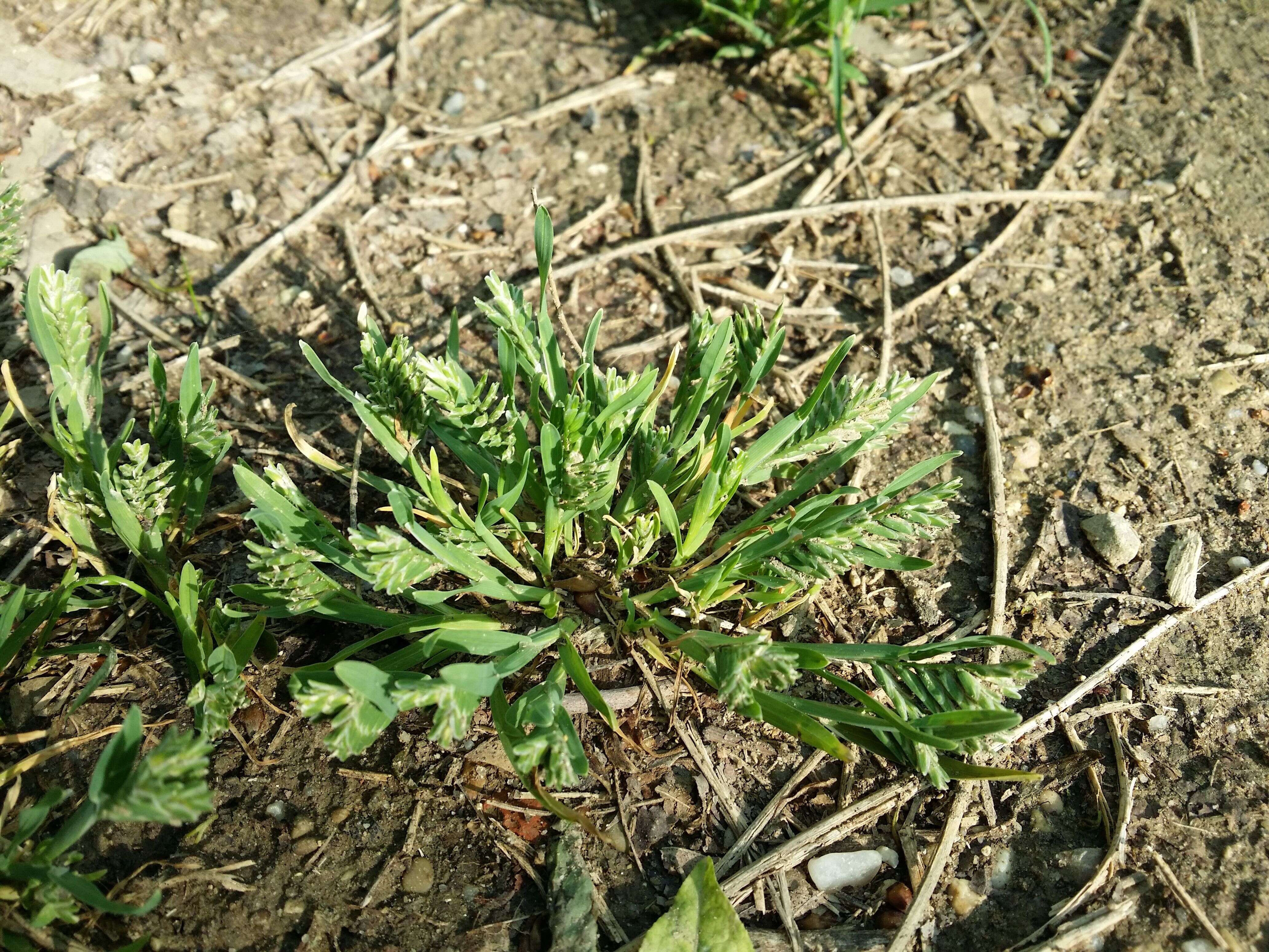 Imagem de Sclerochloa