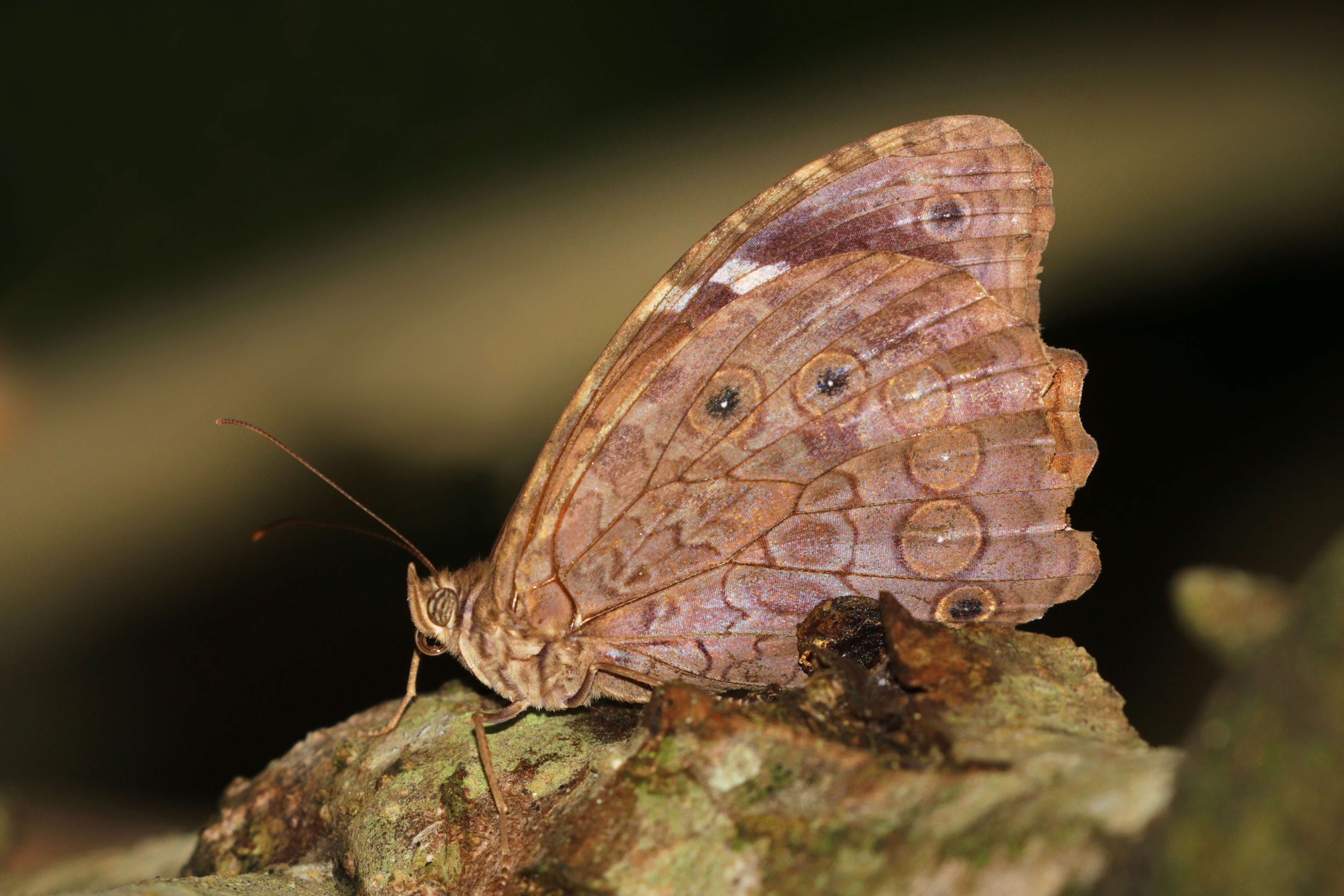 Image of White-spotted Satyr