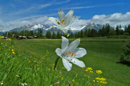 Image of St. Bruno's Lily