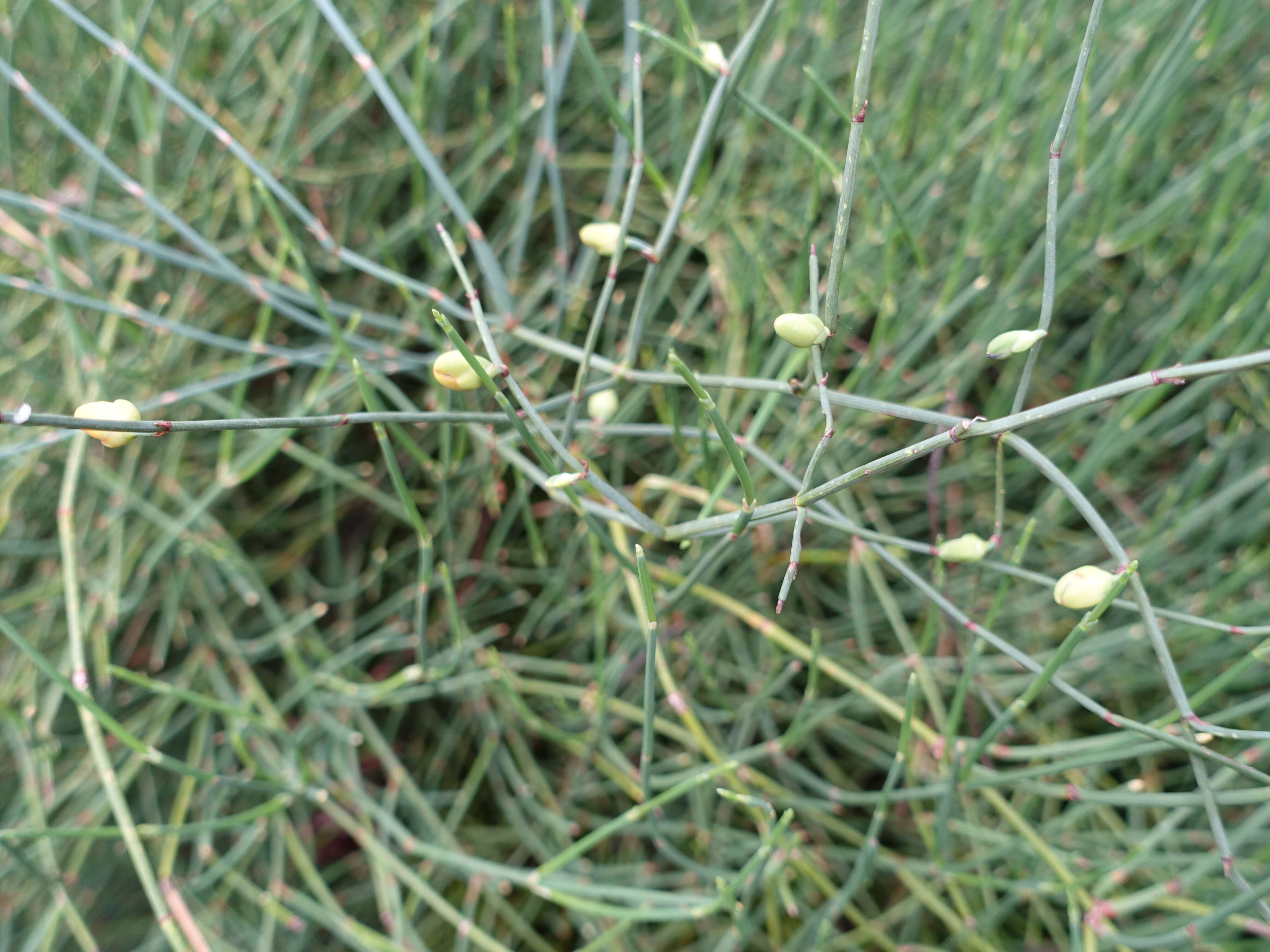 Image of Ephedra monosperma J. G. Gmel. ex C. A. Mey.