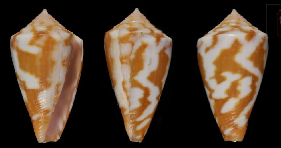 Image of Red Sea Cone