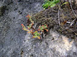 Image of Echeveria pulvinata Rose