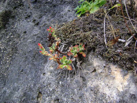 Image of Echeveria pulvinata Rose