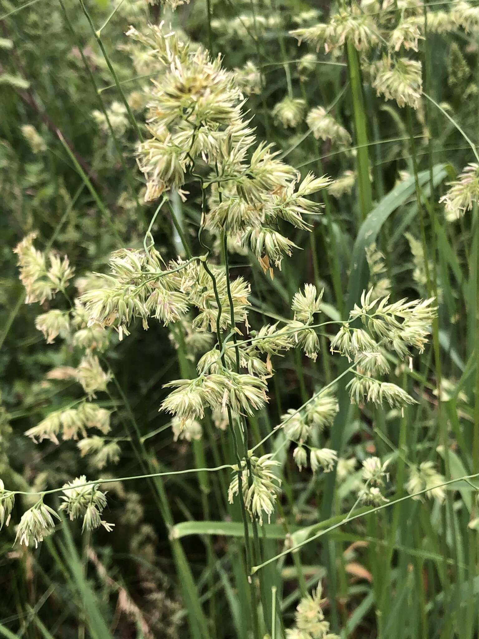 Image of Cocksfoot or Orchard Grass