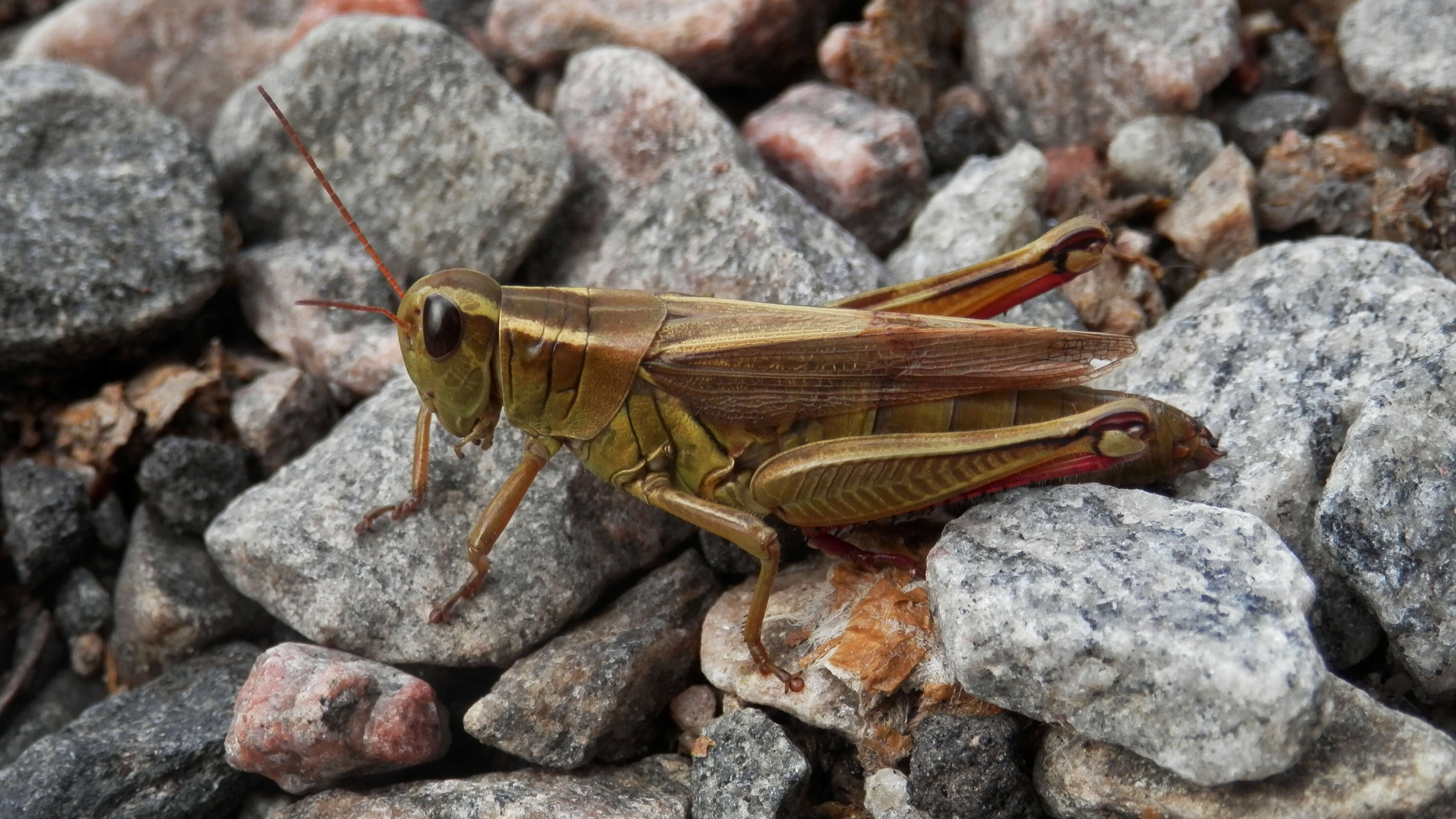 Melanoplus bivittatus (Say 1825)的圖片